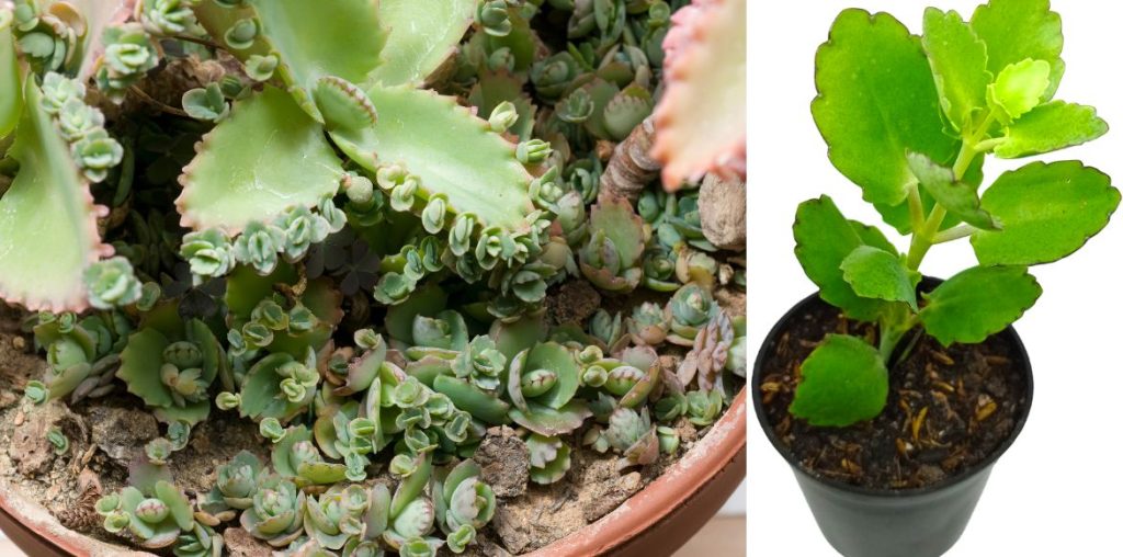 Plantule de kalanchoé daigremontiana et bouture de kalanchoé