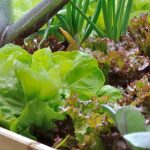 Potager débutant : 7 légumes ultra-faciles à cultiver