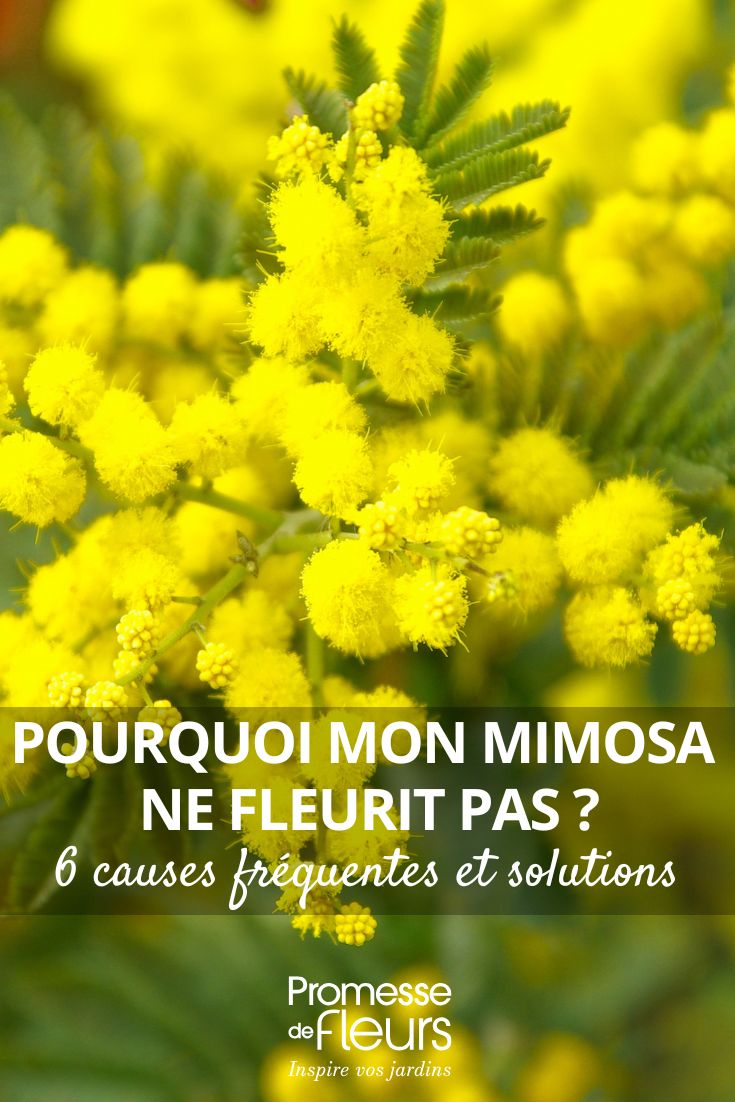 fleurs jaunes de mimosa