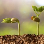 Jardinier débutant : 7 erreurs fréquentes à éviter