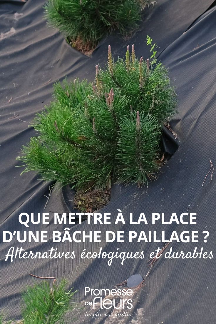 remplacer une toile de paillage