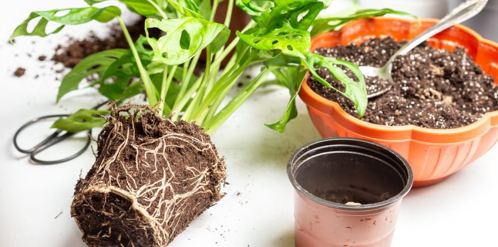 Rempotage d'un jeune Monstera