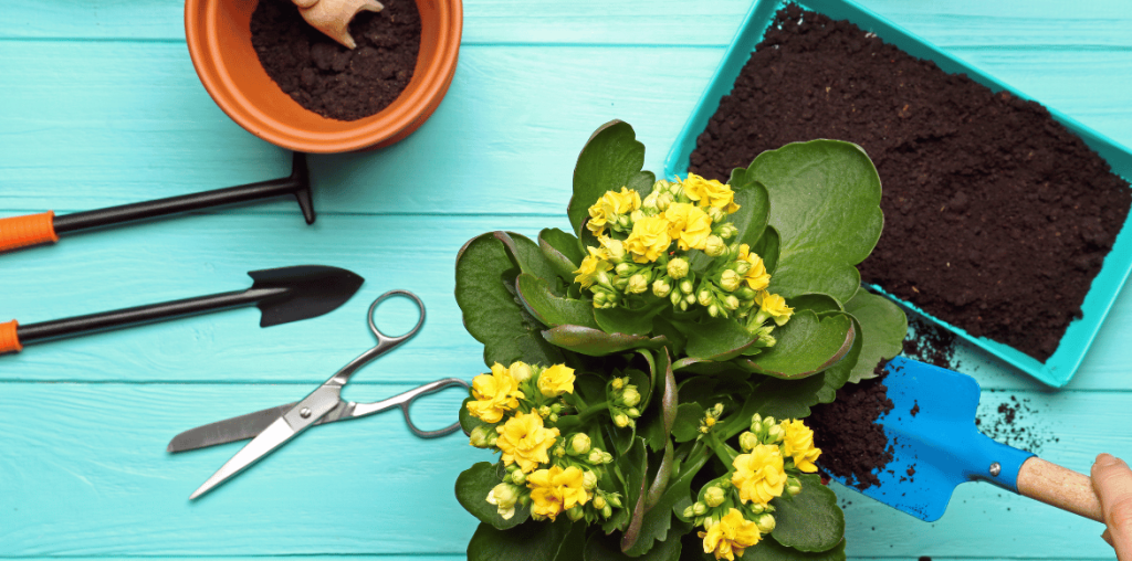 Rempotage d'un kalanchoé