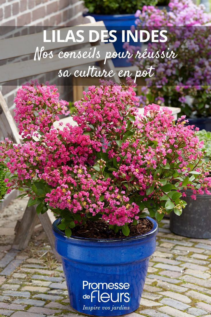 un lilas des indes en pot