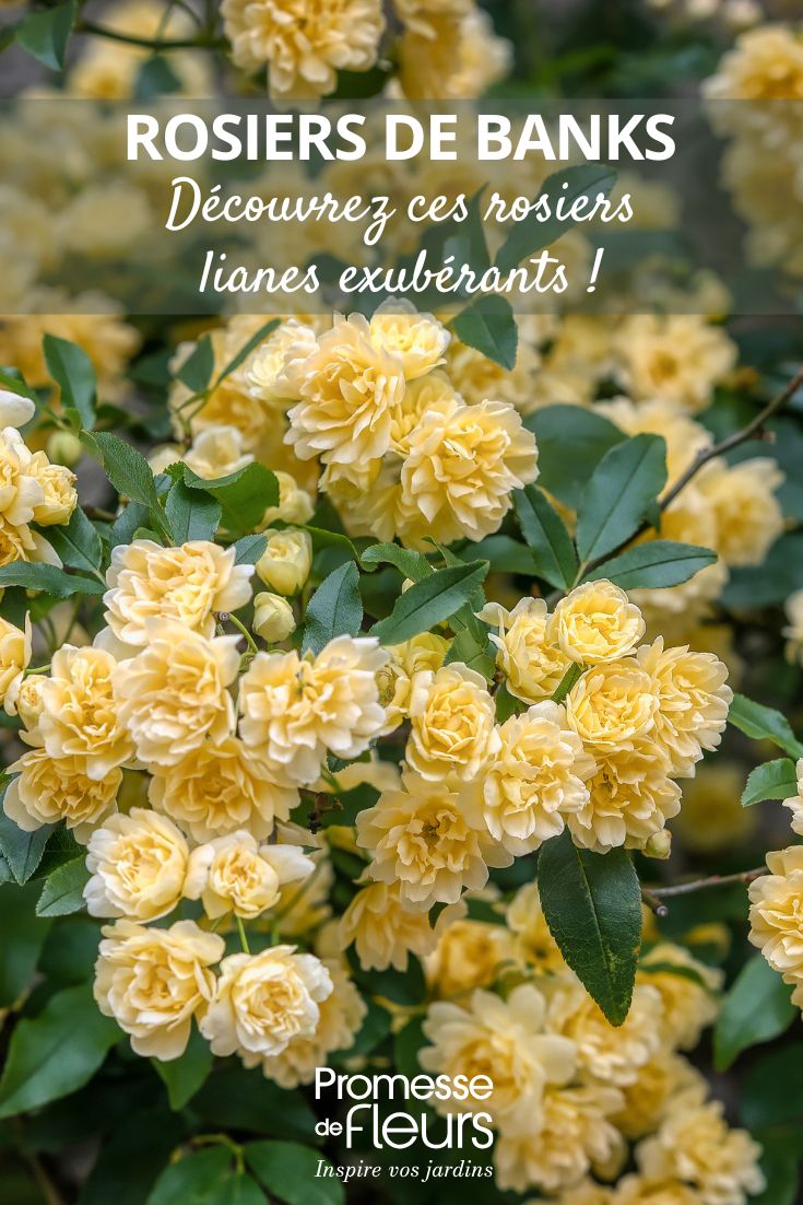 Rosier-de-Banks-Lutea-Rosa-banksiae-