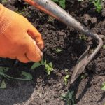 Jardinage débutant : le sarclage, qu’est-ce que c’est ? Comment faire ?