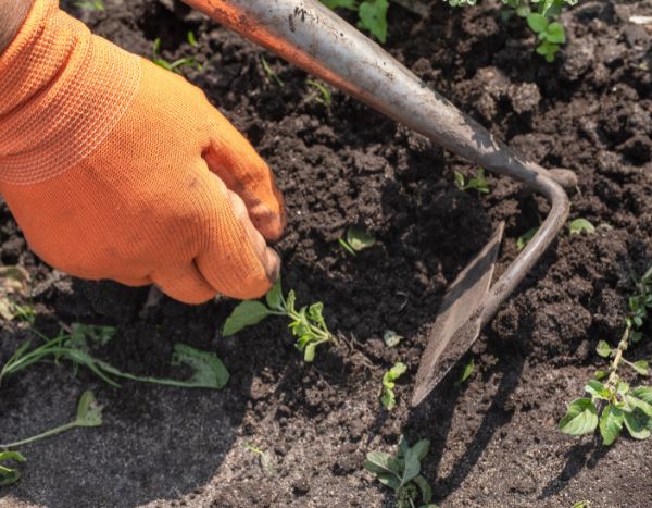 Jardinage débutant : le sarclage, qu’est-ce que c’est ? Comment faire ?