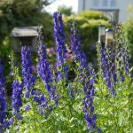 Comment tailler l'Aconit ?