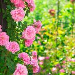 Regencycore au jardin : adoptez le style des Bridgerton !