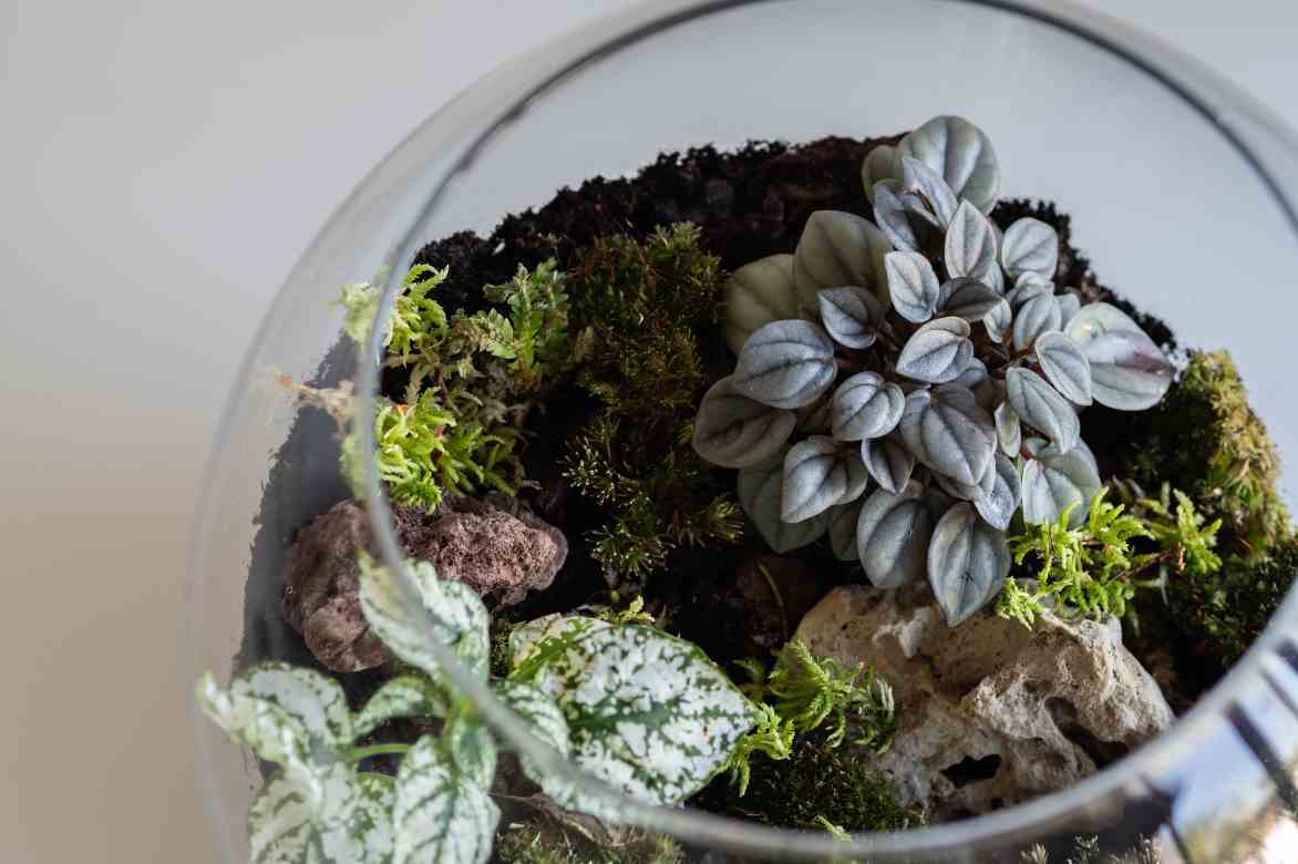 plantation terrarium Peperomia
