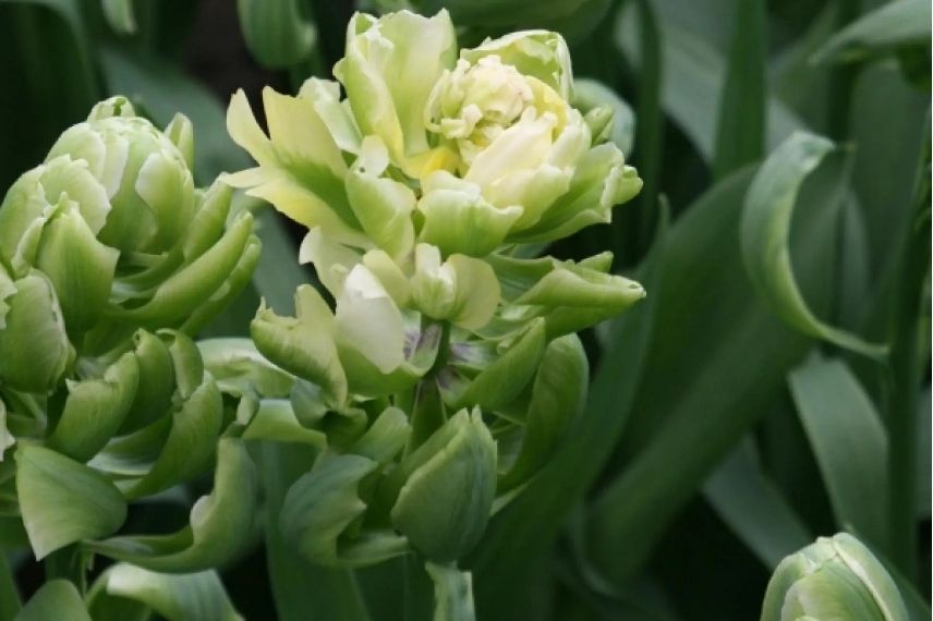 tulipe à fleurs doubles vertes