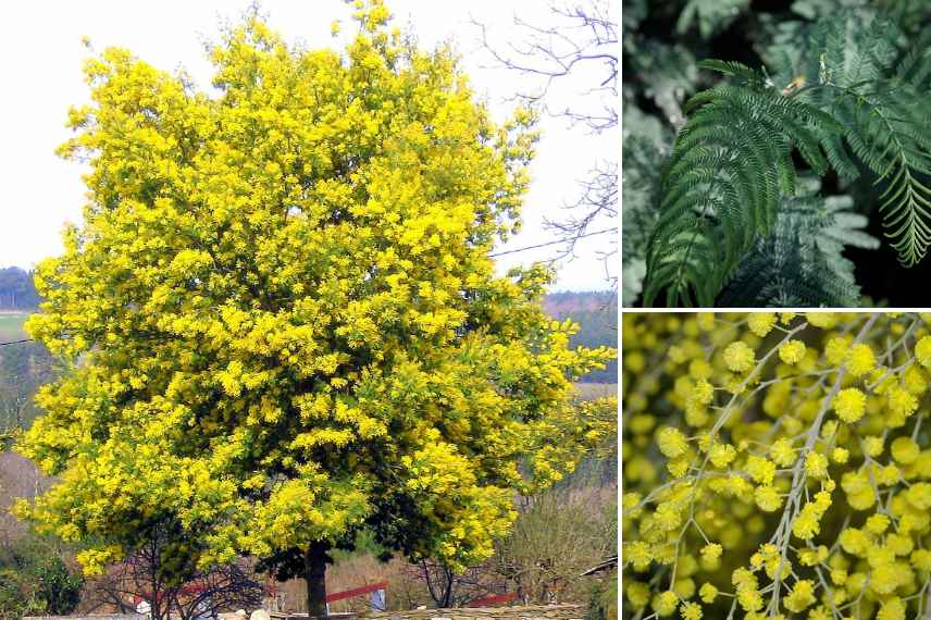 mimosa le plus parfume