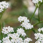 Achillée-millefeuille : une plante à cultiver pour ses vertus médicinales