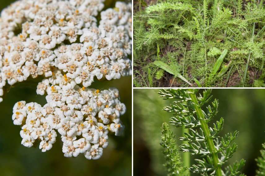 achillée millefeuille propriétés médicinales