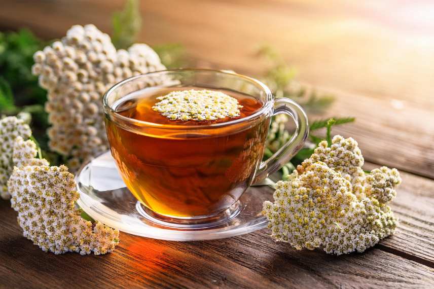 achillée millefeuille infusion