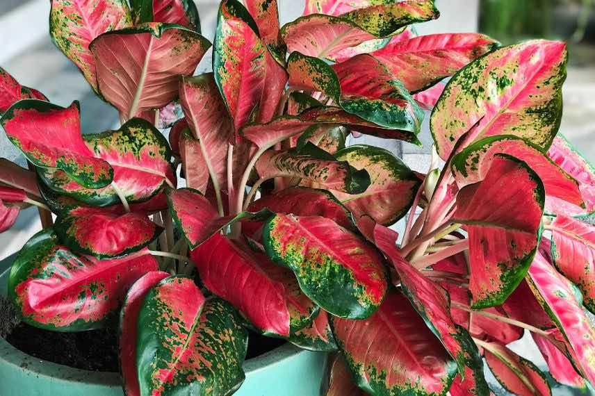 feuilles rouges et vertes d'Aglaonema