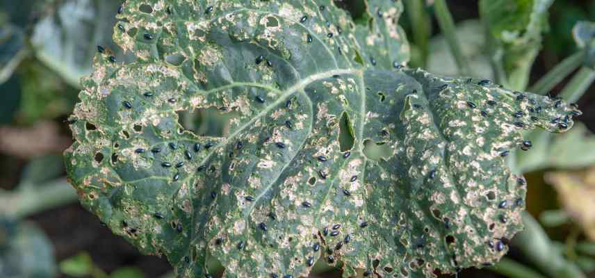 altise reconnaitre traiter