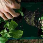 Les plantes aromatiques vivaces : des parfums et saveurs pour longtemps