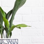 Aspidistra en intérieur : l'entretien au fil des saisons