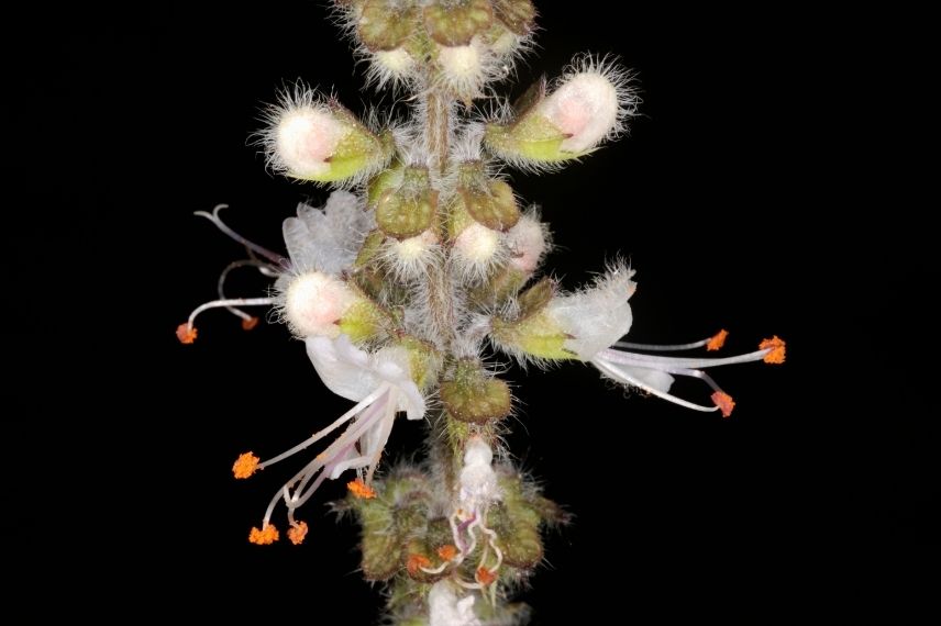 basilic vivace plantation et entretien