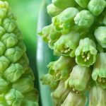 7 bulbes à fleurs vertes pour un printemps insolite et élégant