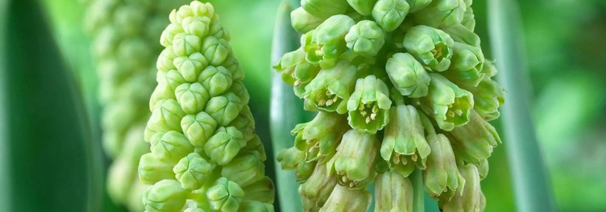 7 bulbes à fleurs vertes pour un printemps insolite et élégant