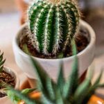 Culture des cactus en intérieur : lumière, substrat, arrosage… tout ce qu’il faut savoir !