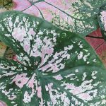 Maladies et parasites du Caladium en intérieur : identifiez-les et protégez votre plante