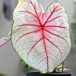 Caladium en intérieur : l'entretien au fil des saisons