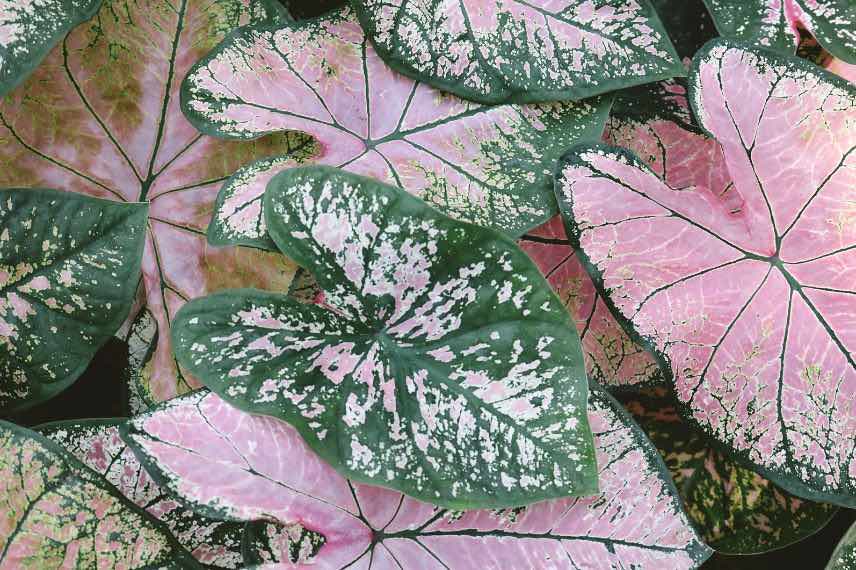 feuillage coloré de caladium