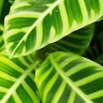 Calathea : Maladies, problèmes courants et parasites