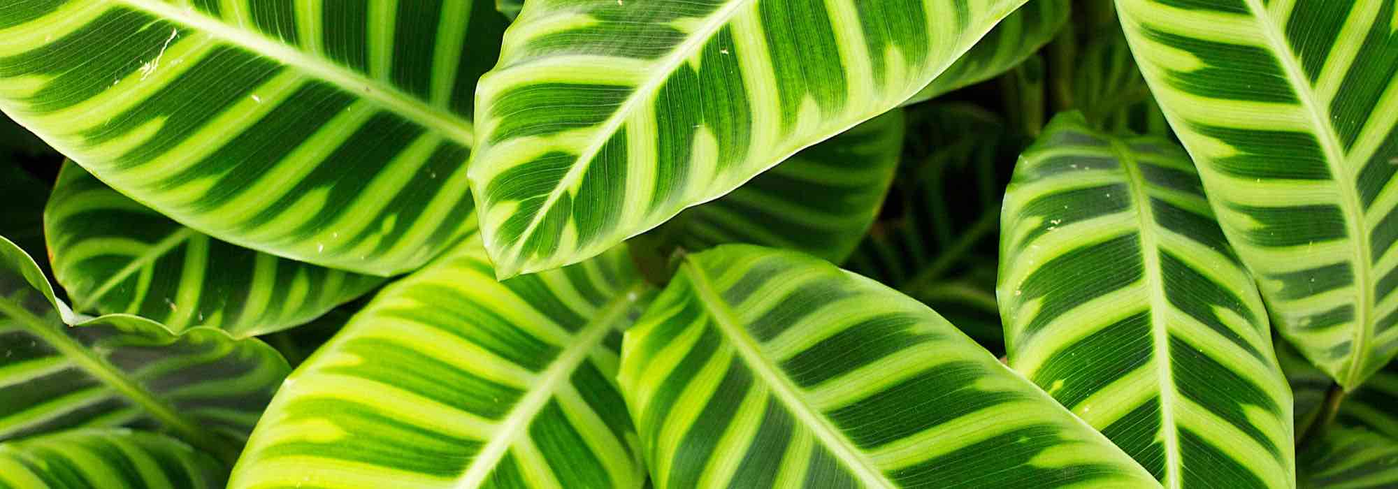 Calathea : Maladies, problèmes courants et parasites