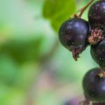 Le cassis : un arbuste fruitier à cultiver pour ses vertus médicinales