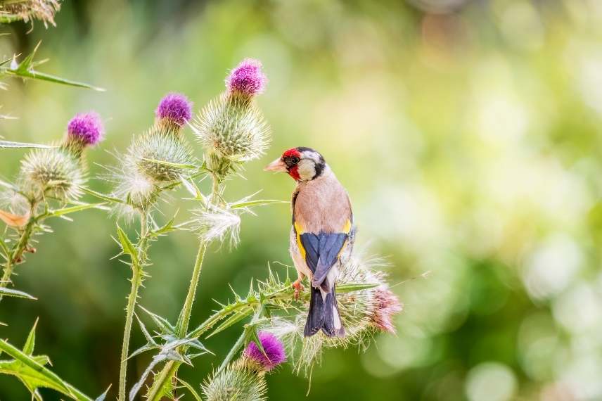 chardonneret alimentation