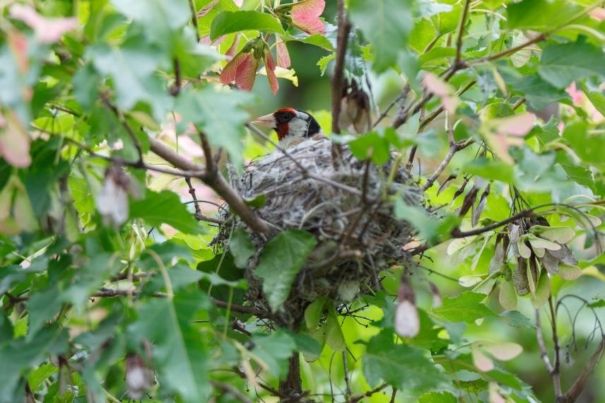 chardonneret nidification