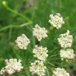 Cultiver la châtaigne de terre : où, quand et comment ?