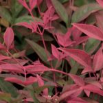 Quel Nandina ou bambou sacré choisir pour votre jardin ou votre terrasse ?