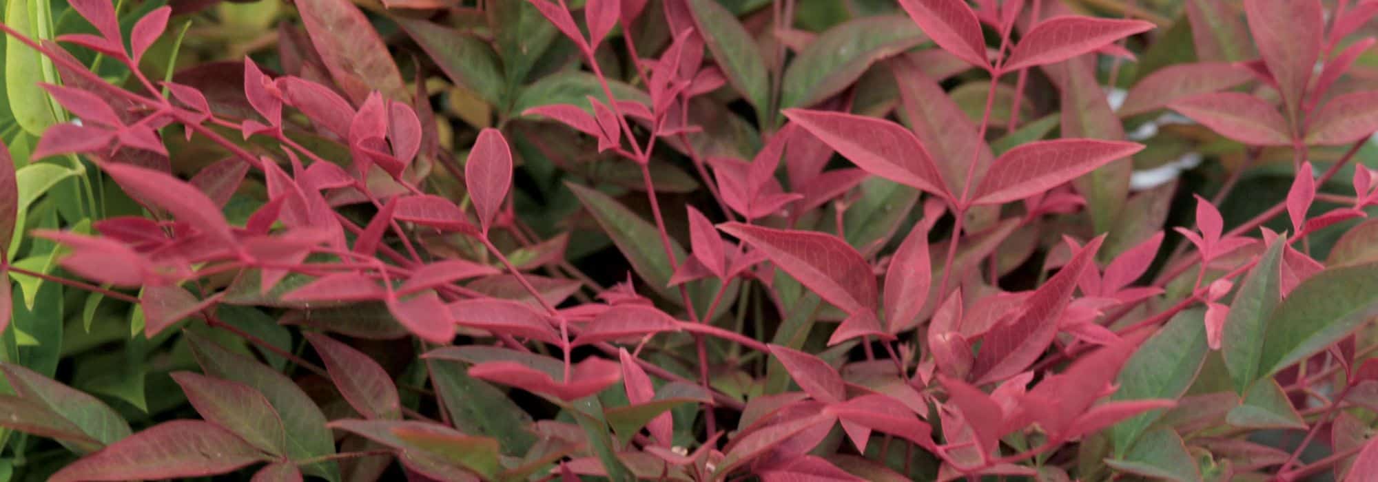 Quel Nandina ou bambou sacré choisir pour votre jardin ou votre terrasse ?