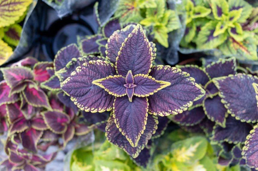 feuillage brun chocolat de Coleus 