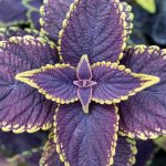 Coleus en intérieur : prévenir et soigner les maladies et parasites