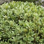 Comment bouturer le pittosporum ?