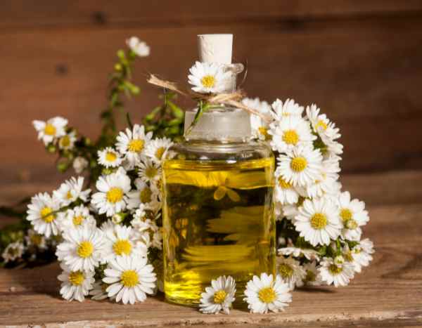 Comment faire de l’huile de camomille : notre tutoriel