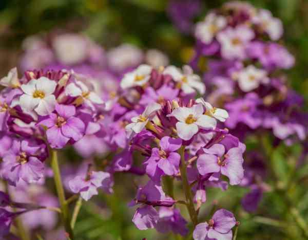 Comment semer les giroflées ?