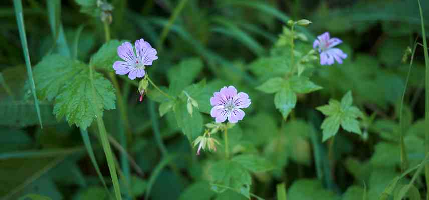 main verte au jardin