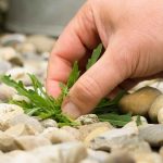 Désherber une terrasse, une cour ou une allée : nos conseils