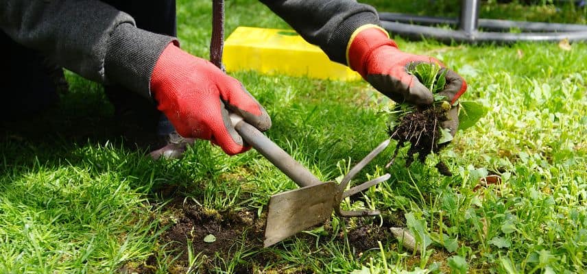 Un jardinier désherbe son jardin