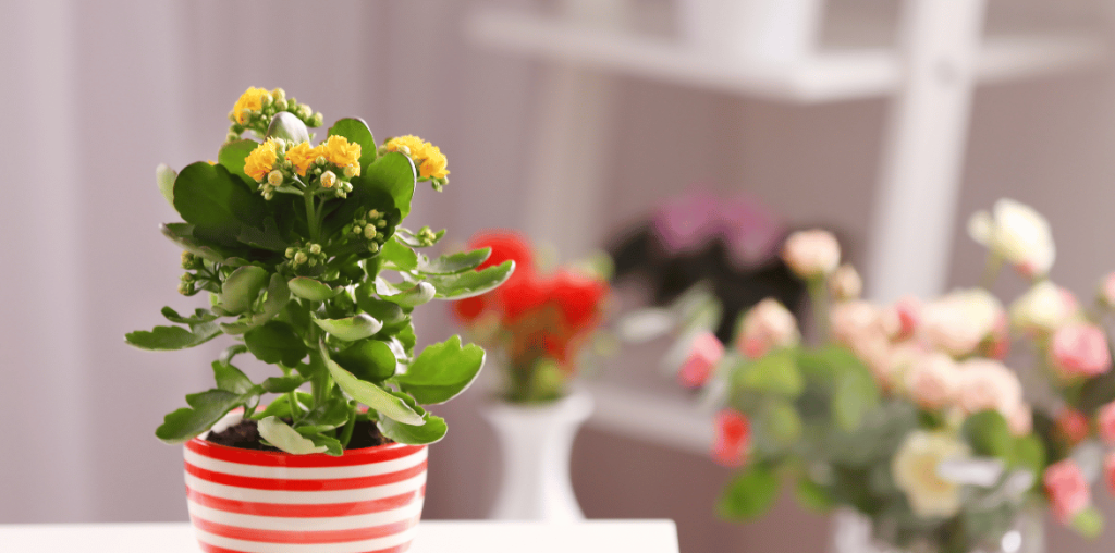 Kalanchoe blossfeldiana à fleurs jaunes en pot 