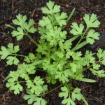 Comment semer le cerfeuil ?