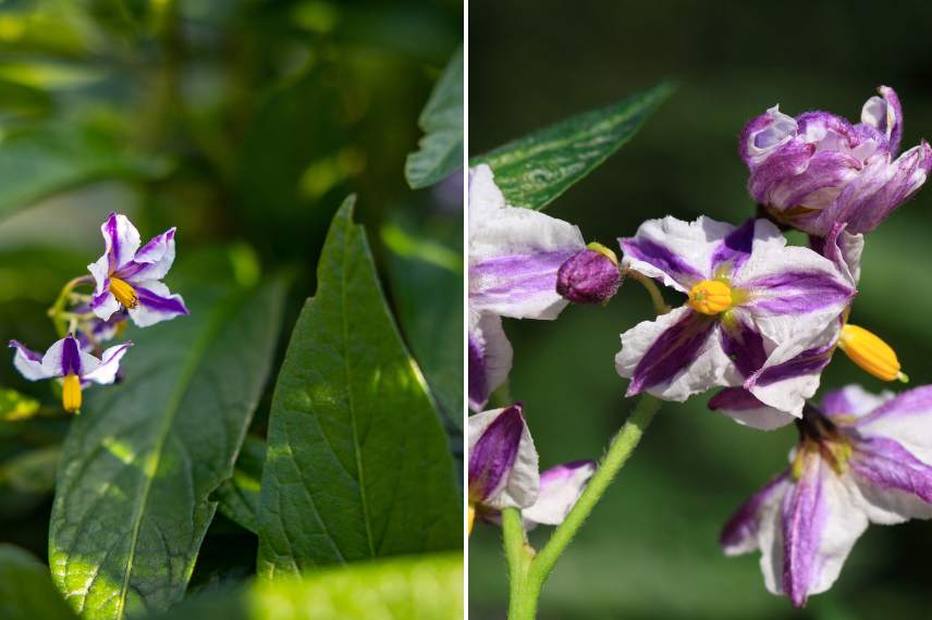 poire-melon culture et entretien