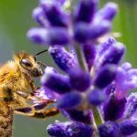 Plantes mellifères et plantes nectarifères : quelles différences ?